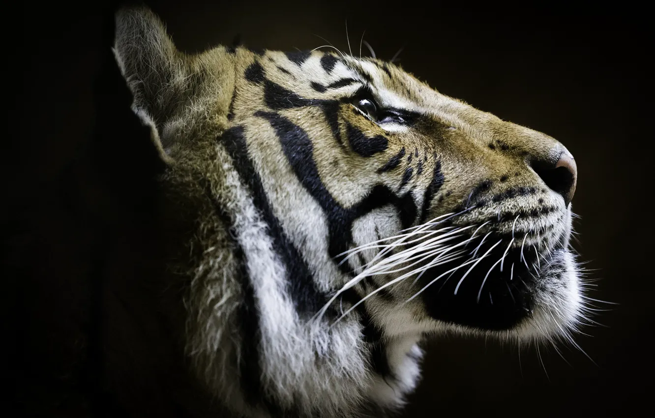 Фото обои тигр, профиль, красавец