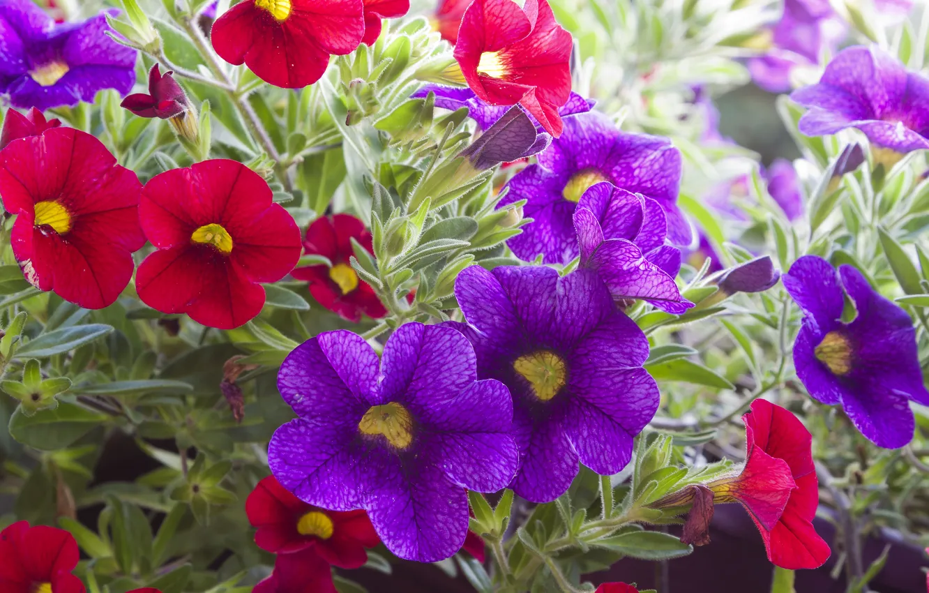 Фото обои листья, цветы, фиолетовые, красные, red, flowers, violet leaves