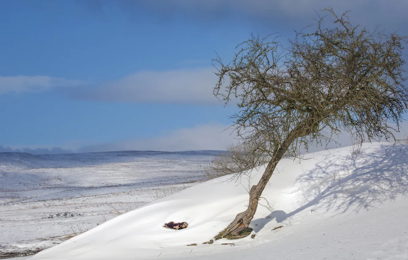 Фото обои зима, поле, небо, снег, дерево, холм