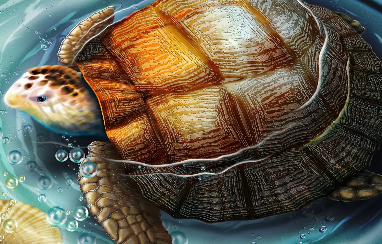 Фото обои вода, рисунок, черепаха