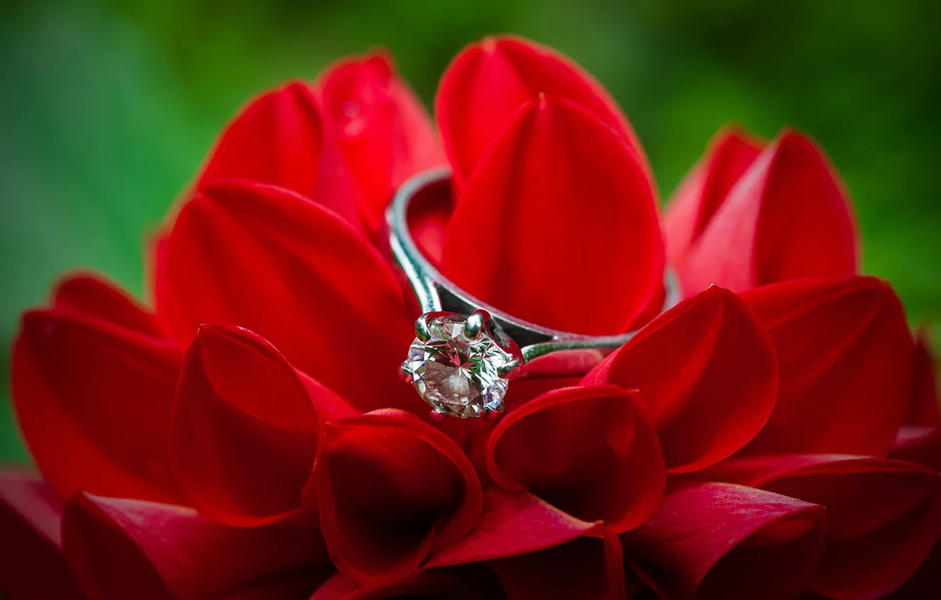 Фото обои кольцо, бриллиант, георгин