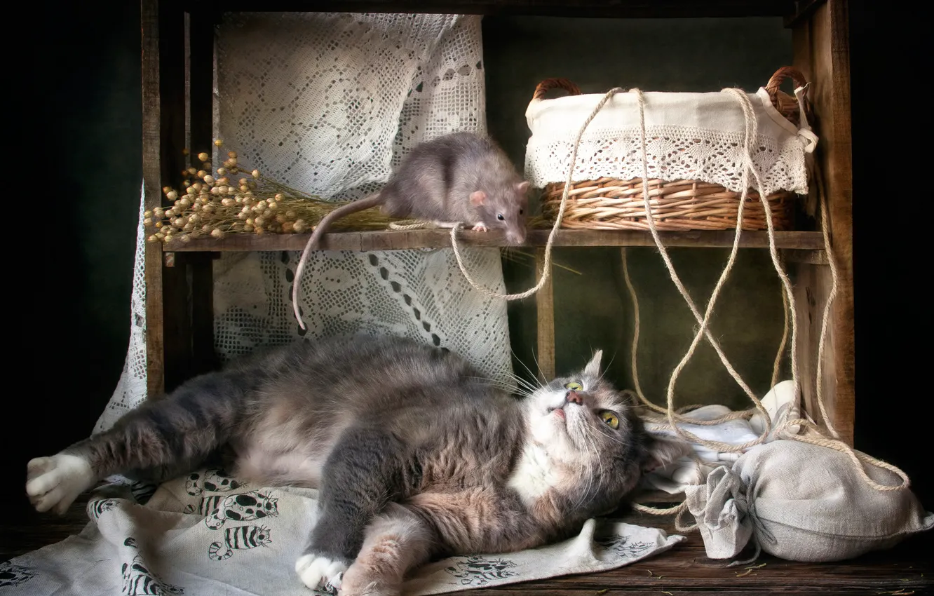 Фото обои кошка, корзина, крыса, кошки мышки
