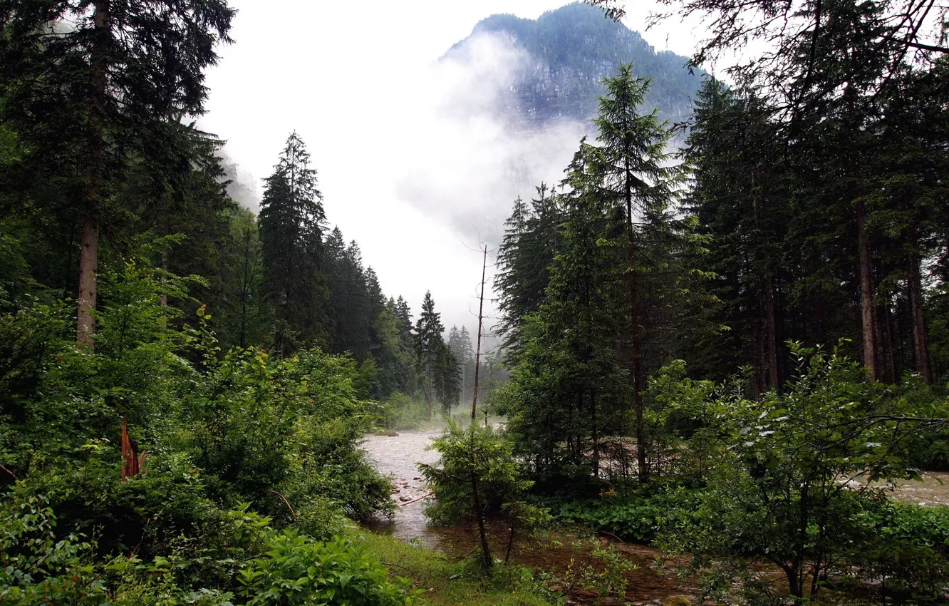 Фото обои лес, туман, река, ручей, гора