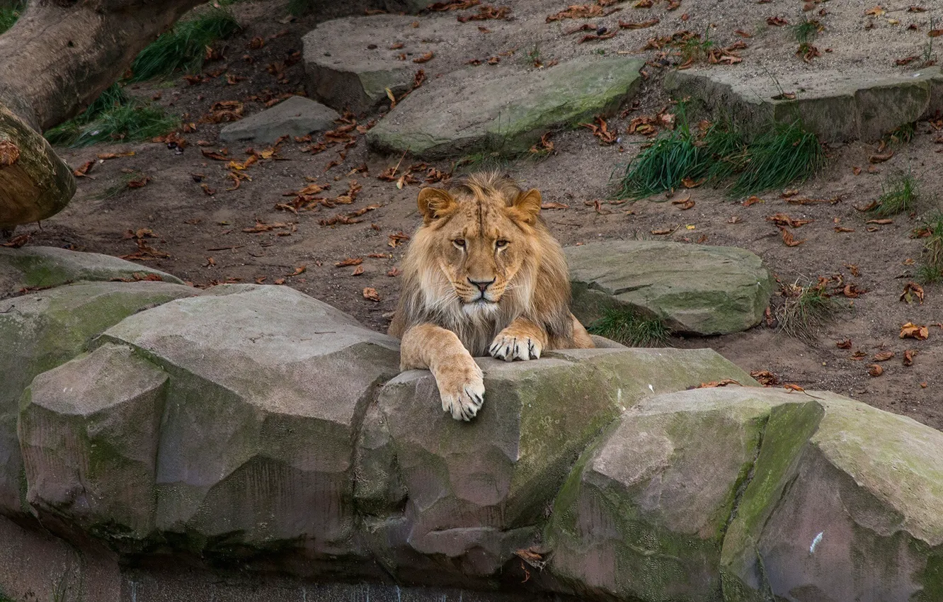 Фото обои морда, отдых, хищник, лев, грива, лежит, дикая кошка, зоопарк