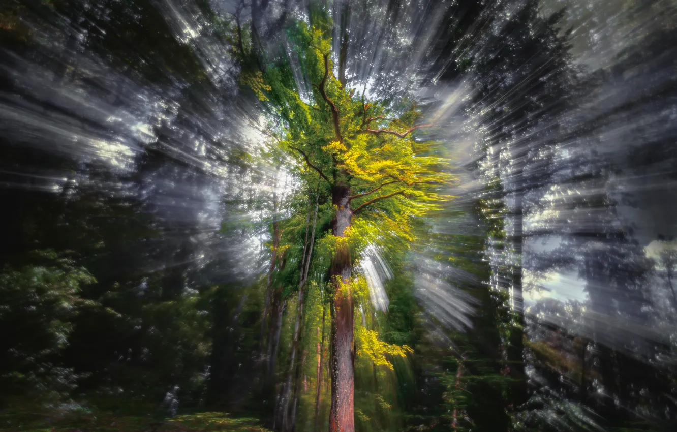 Фото обои лес, лучи, дерево, Magic Tree
