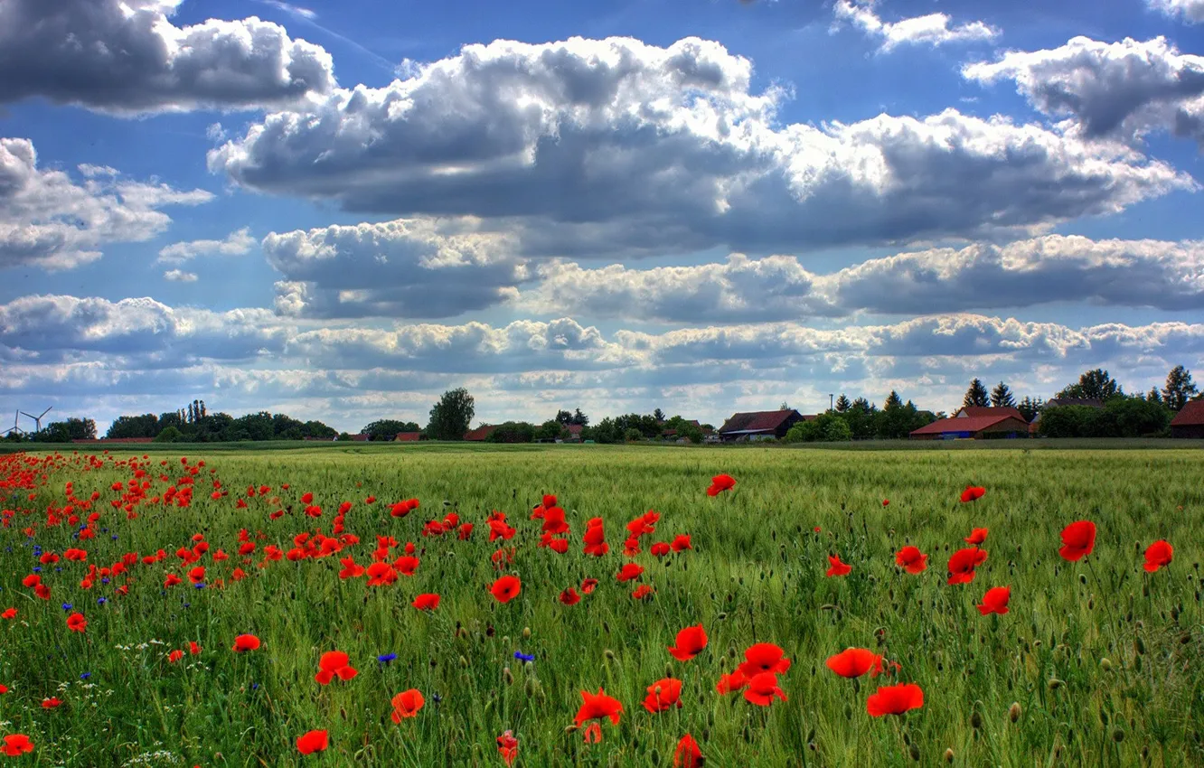 Фото обои поле, лето, небо, облака, синева, рожь, маки, деревня