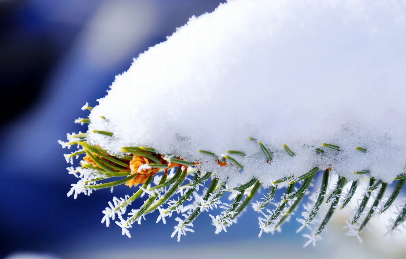 Фото обои зима, макро, снег, иголки, ель, ветка