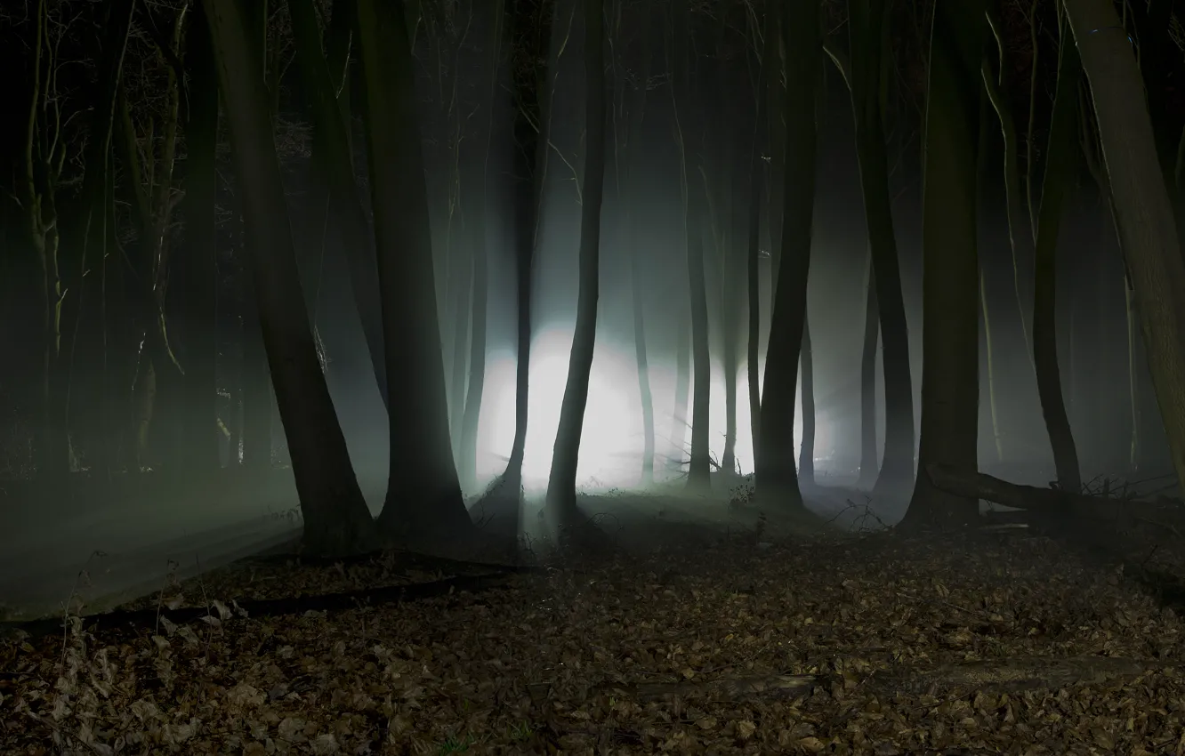 Фото обои лес, деревья, пейзаж, ночь, природа, силуэты