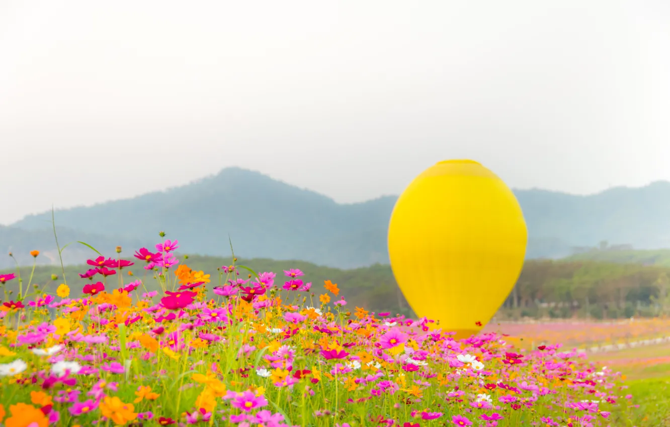 Фото обои поле, лето, небо, солнце, цветы, воздушный шар, colorful, луг