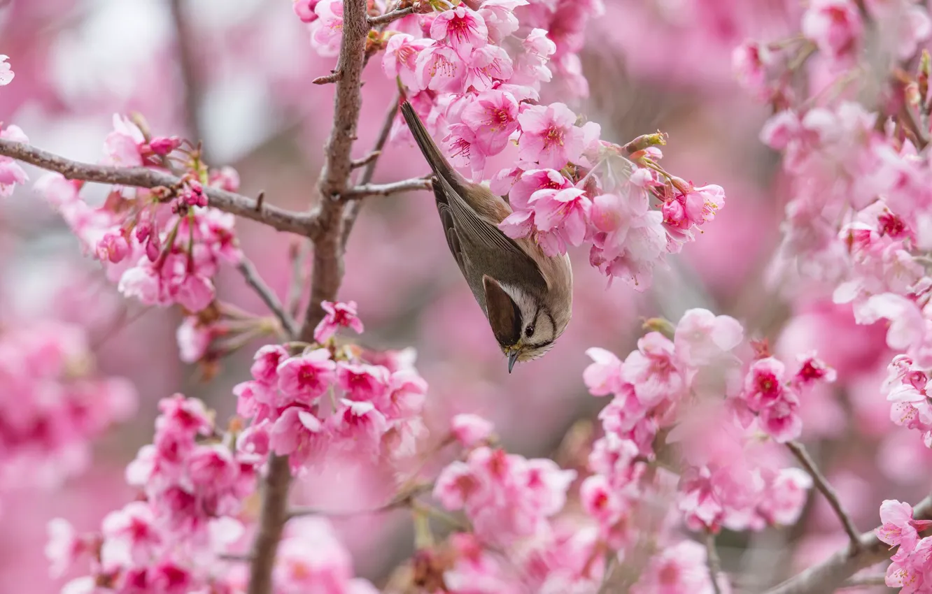 Фото обои цветы, ветки, вишня, птица, весна, сакура, розовые, серая