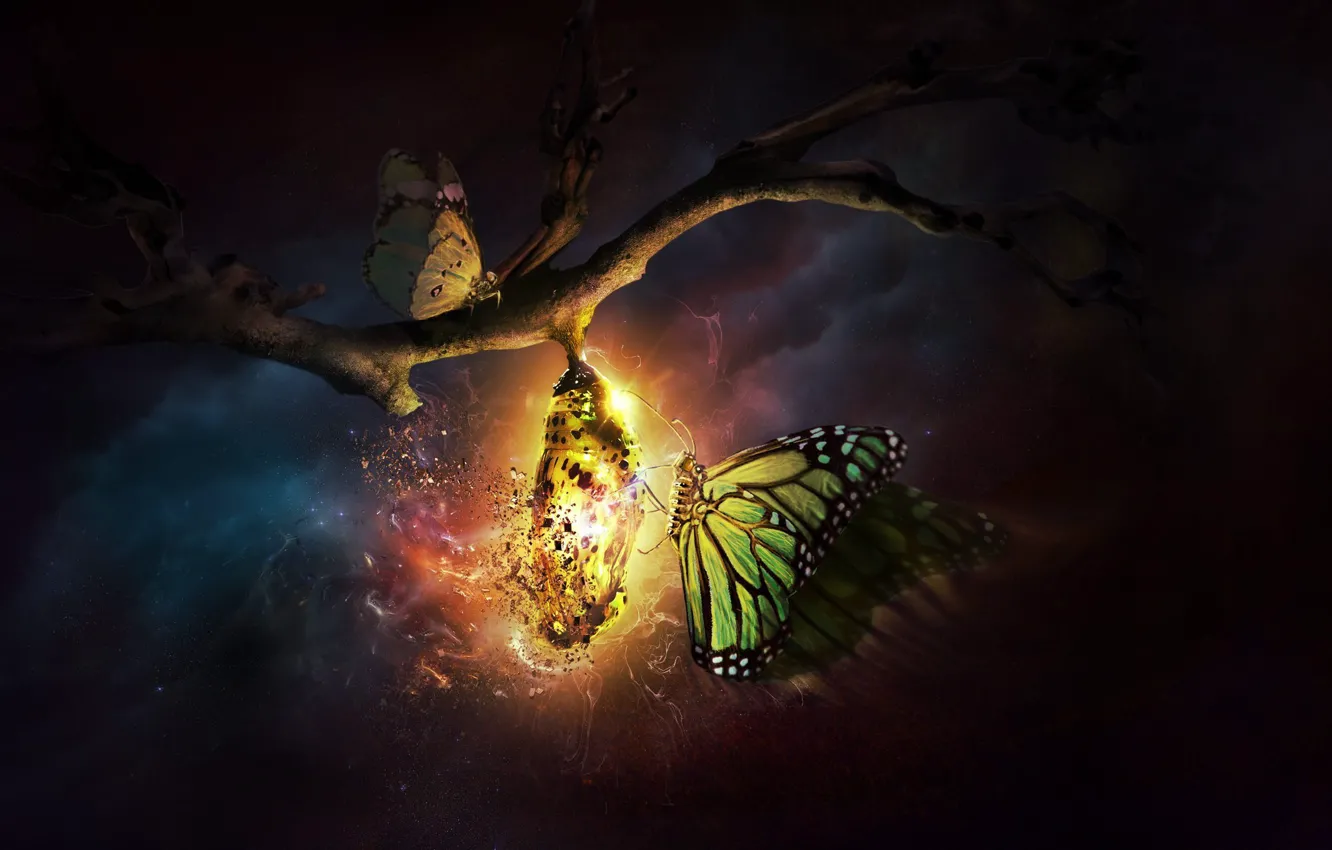 Фото обои свет, бабочки, ночь, ветка, разрушение, кокон, rebirth