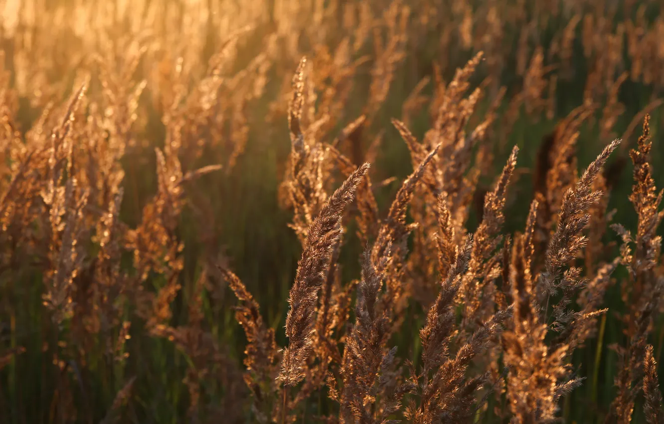 Фото обои пшеница, поле, солнце, радость, природа, настроение, рассвет, утро