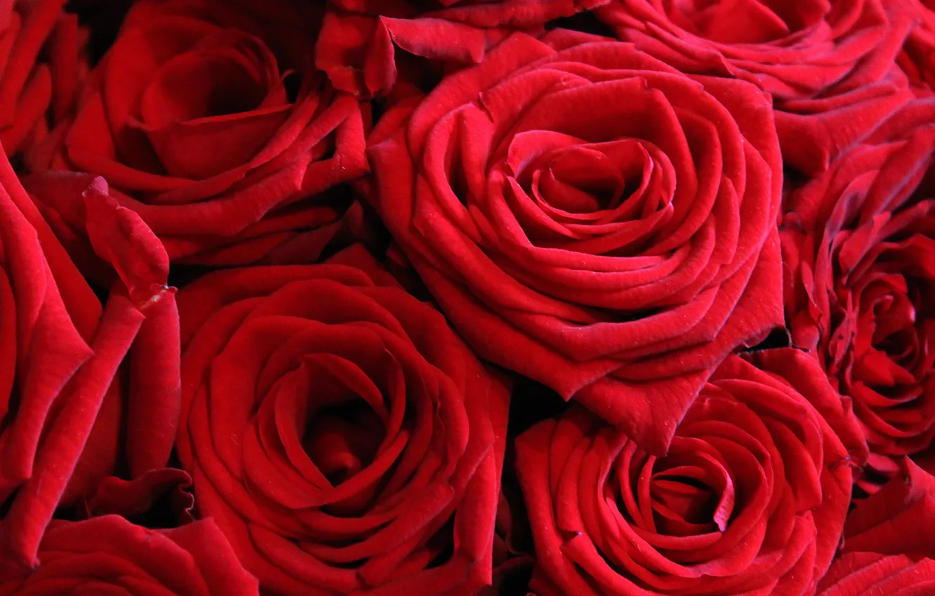 Фото обои розы, красные розы, цвет победы