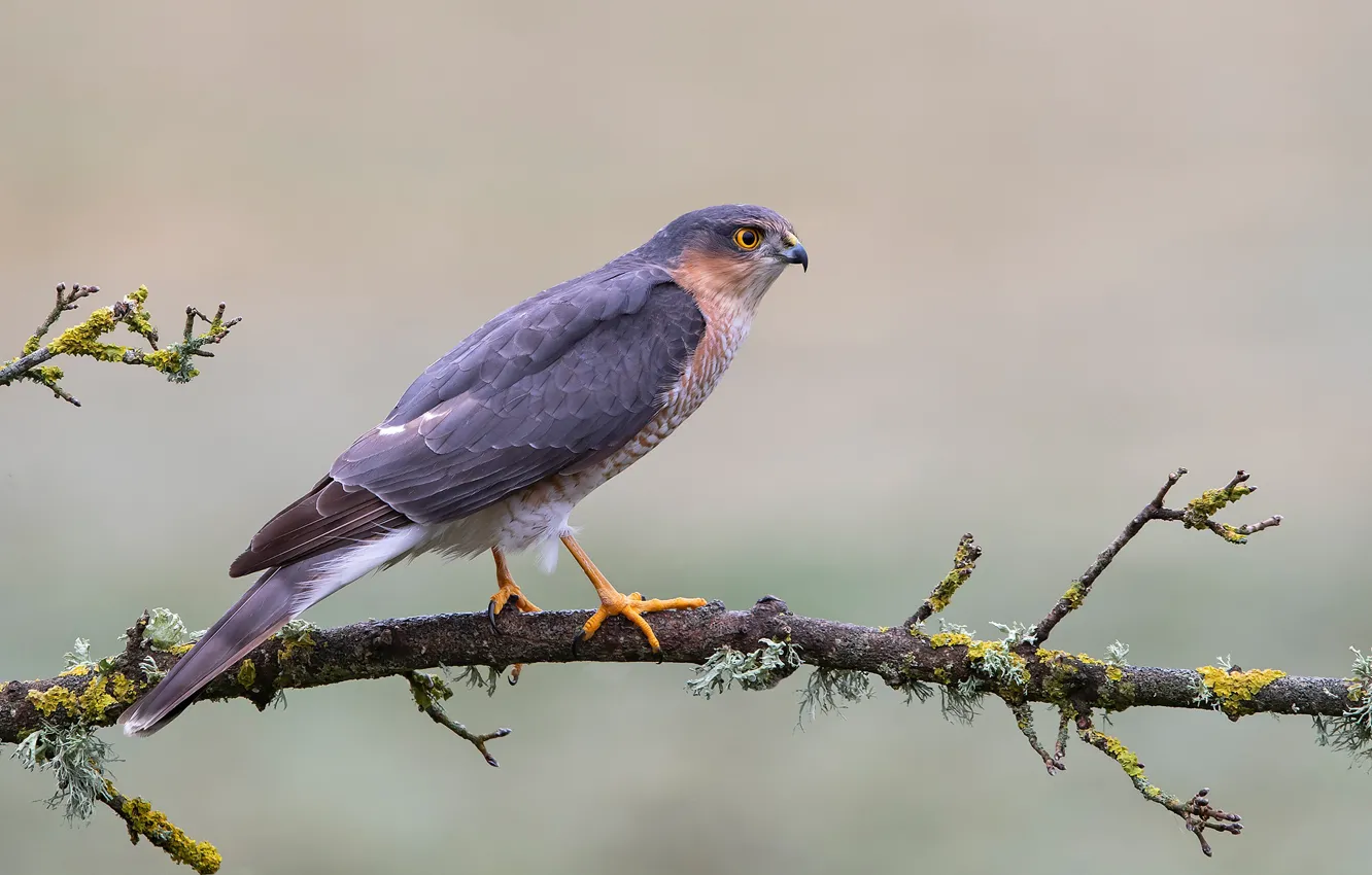 Фото обои фон, птица, мох, ветка, ястреб, перепелятник, Sparrowhawk, Accipiter nisus