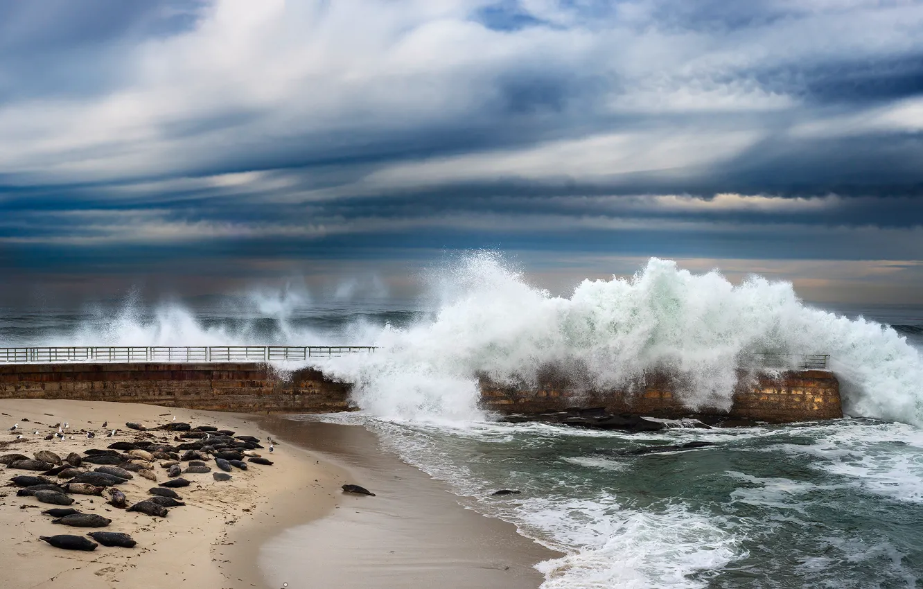 Фото обои волны, пляж, чайки, Калифорния, пирс, США, Сан Диего, морские котики