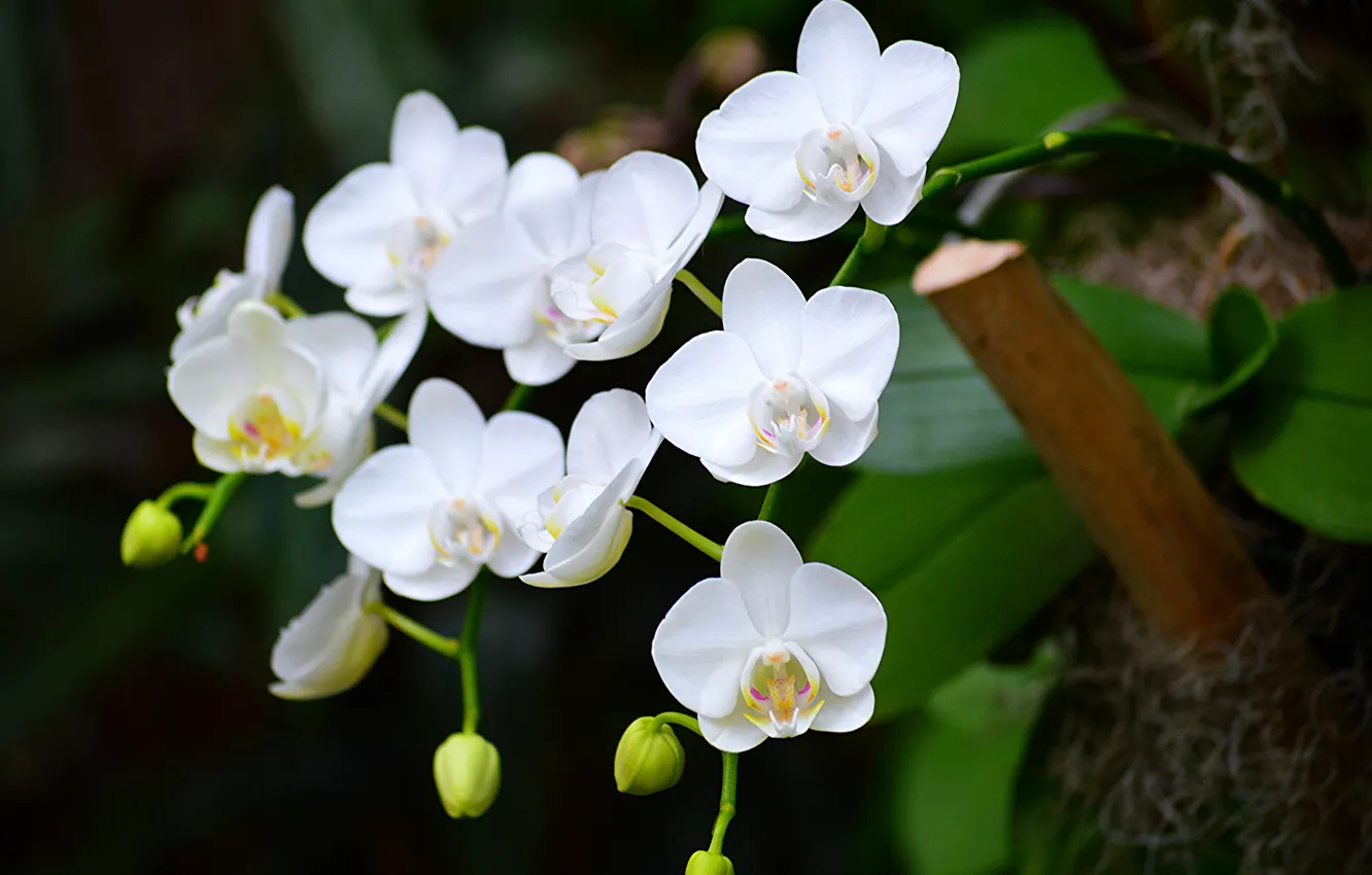 Фото обои листья, цветы, природа, темный фон, стебель, белые, цветение, орхидея