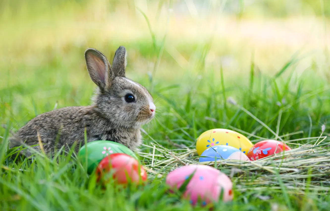 Фото обои трава, цветы, яйца, весна, colorful, кролик, Пасха, happy