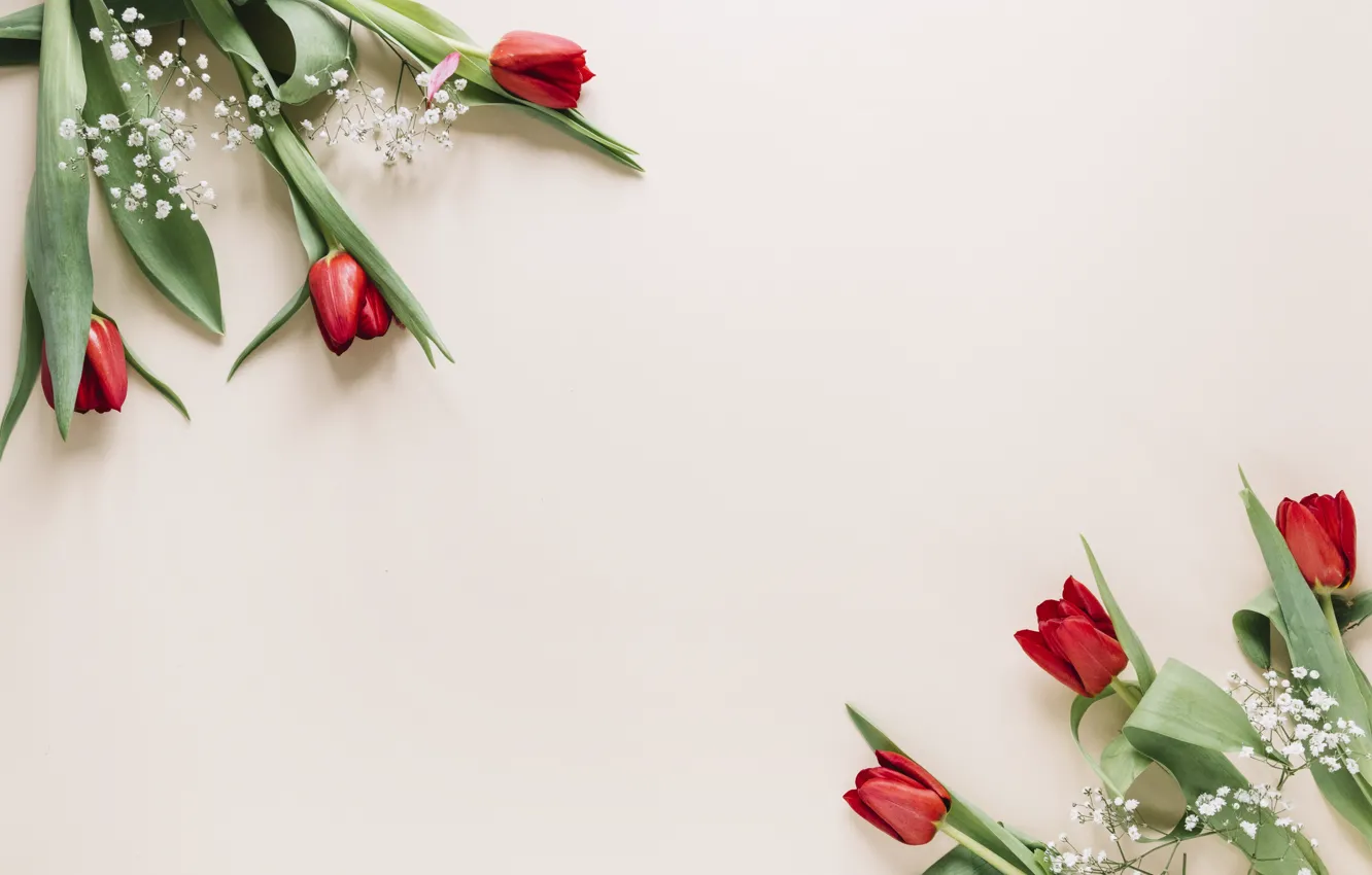 Фото обои цветы, тюльпаны, красные, red, flowers, tulips