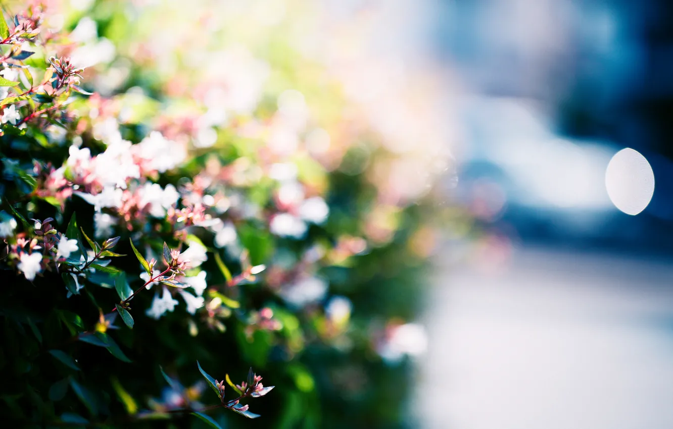 Фото обои свет, цветы, улица, размытость, кусты, боке, Абелия