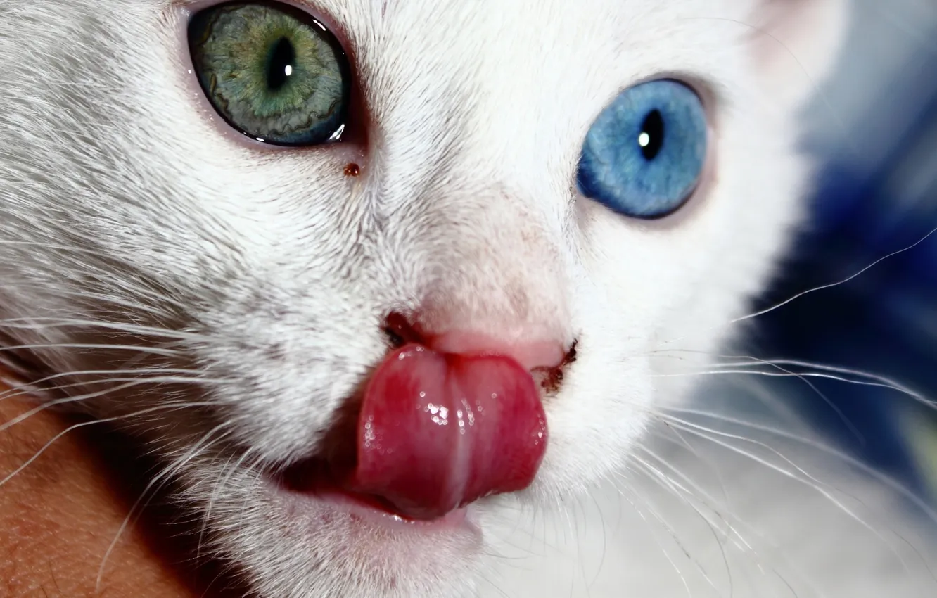 Фото обои язык, гетерохромия, белый кот, реально фото