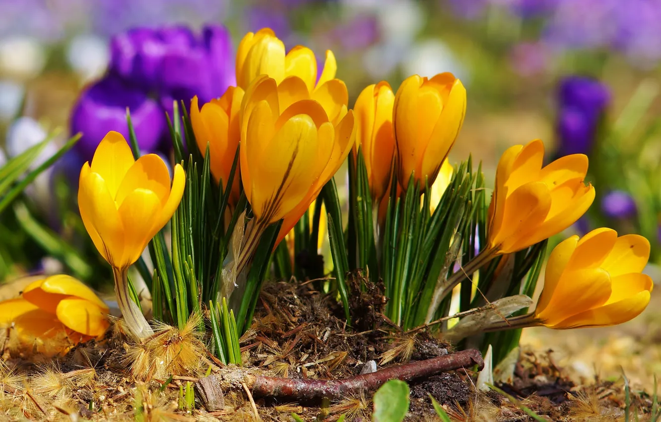 Фото обои фиолетовый, цветы, жёлтый, весна, крокусы