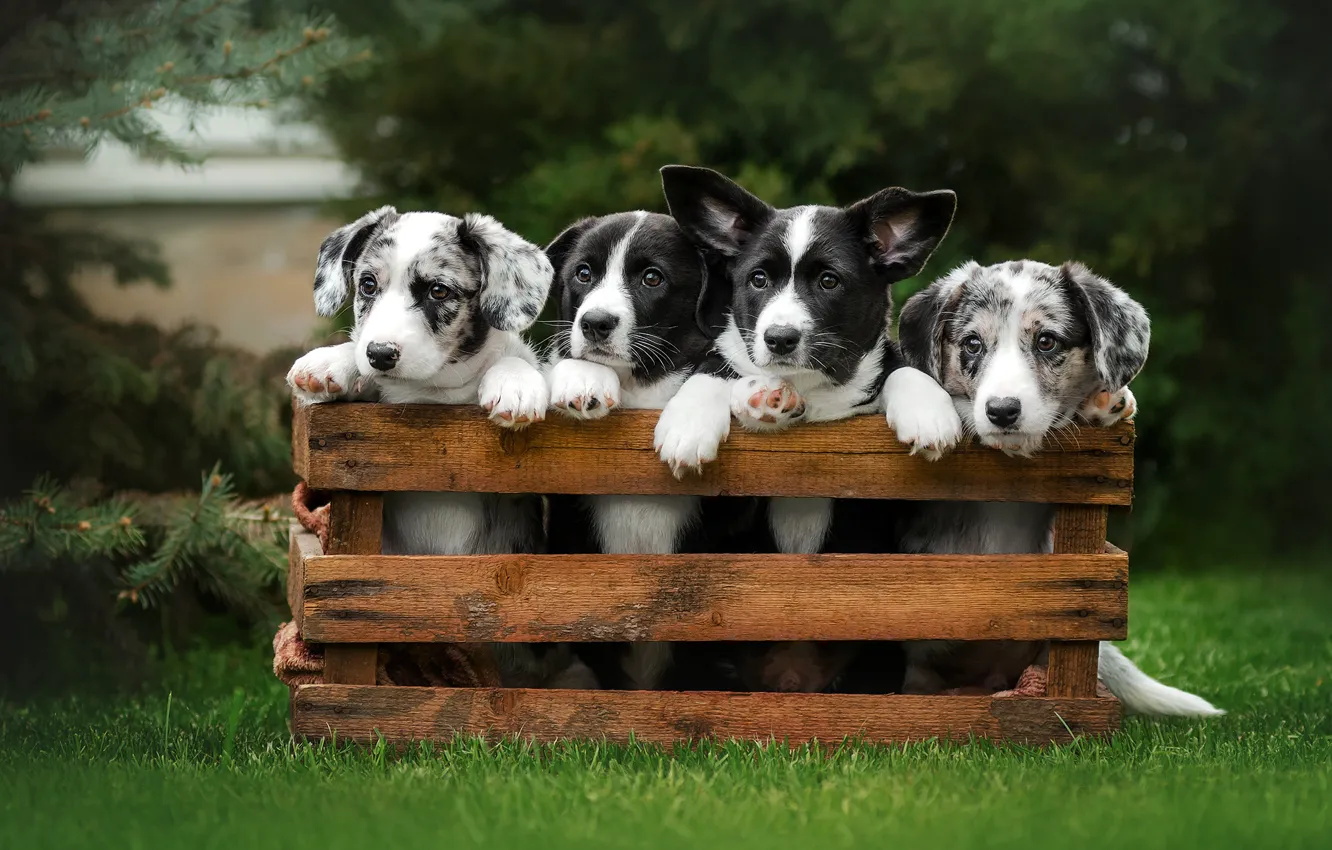 Фото обои собаки, трава, щенки, ящик, малыши, квартет, Екатерина Кикоть, Вельш-корги-кардиган