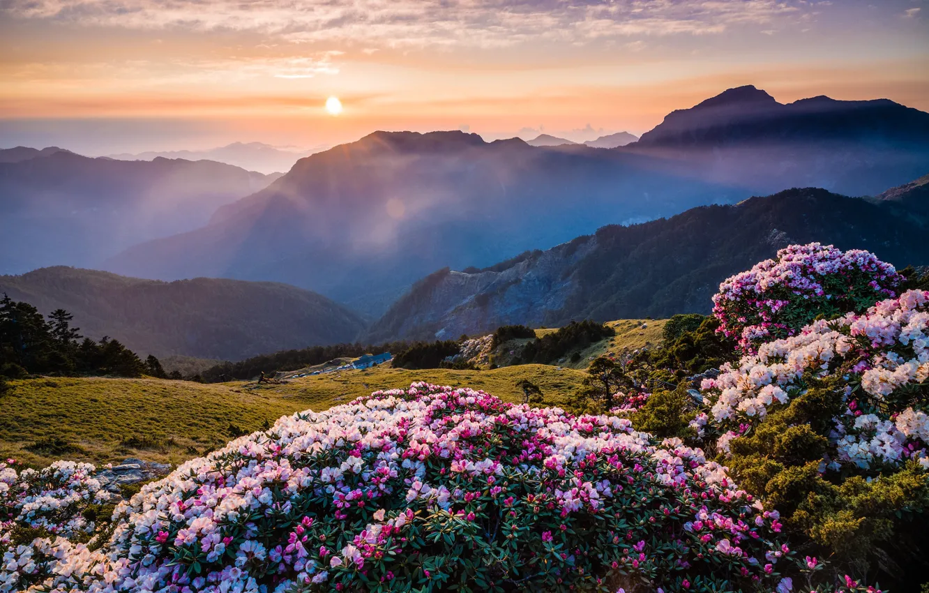 Фото обои солнце, облака, цветы, горы, природа, туман, рассвет, холмы