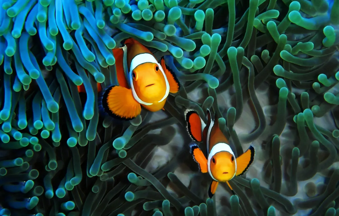 Фото обои рыбы, рыба, под водой, рыба клоун, актинии