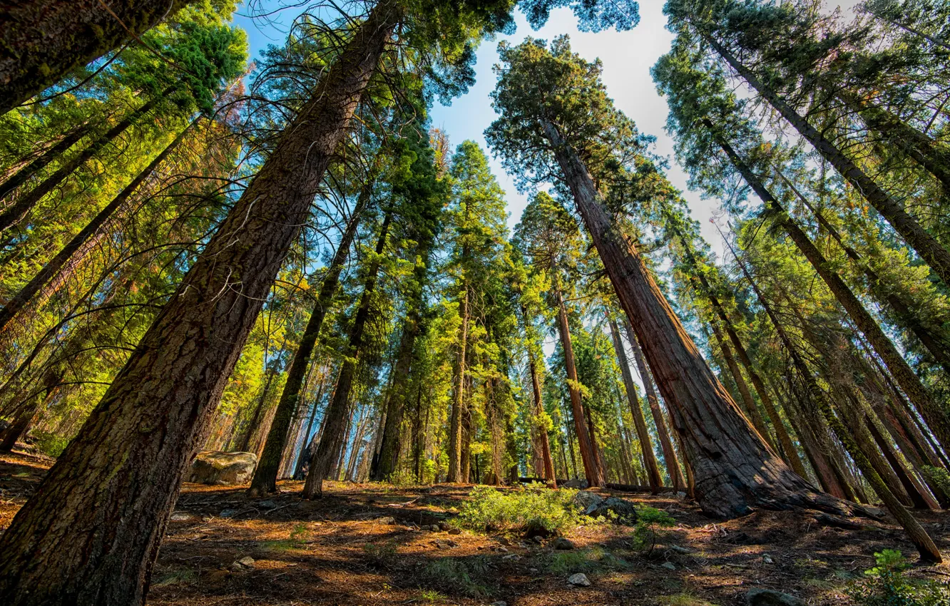 Фото обои Деревья, Парк, США, секвойи, National Park, Sequoia and Kings