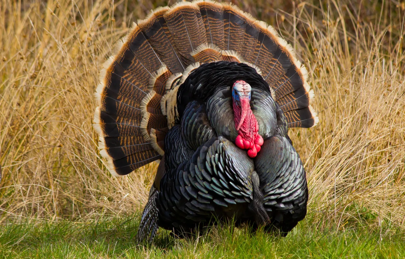 Фото обои feathers, turkey, outdoors, piercing gaze