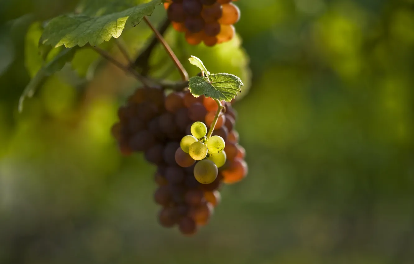 Фото обои листья, размытость, ягода, виноград, гроздь