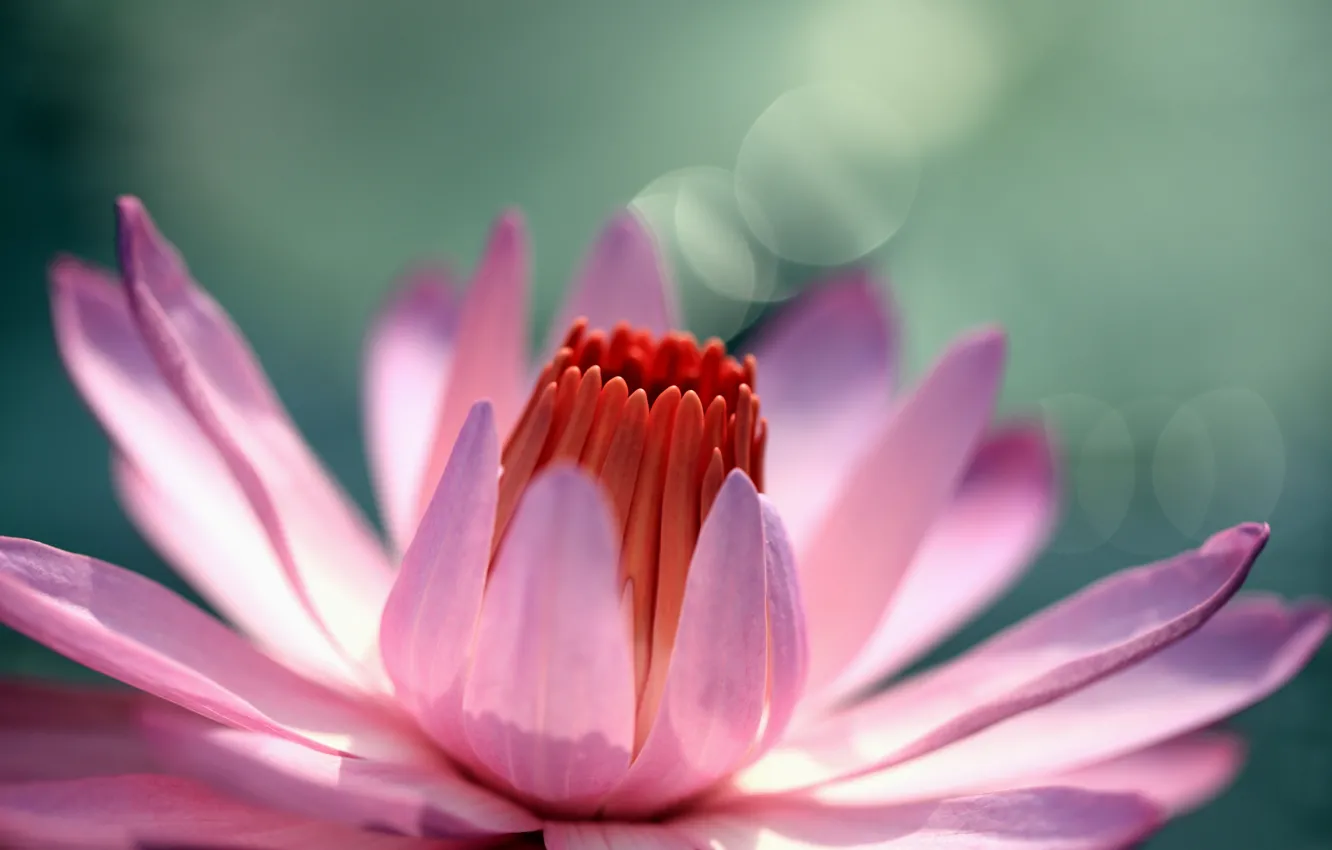 Фото обои лилия, Water, водяная, Lily