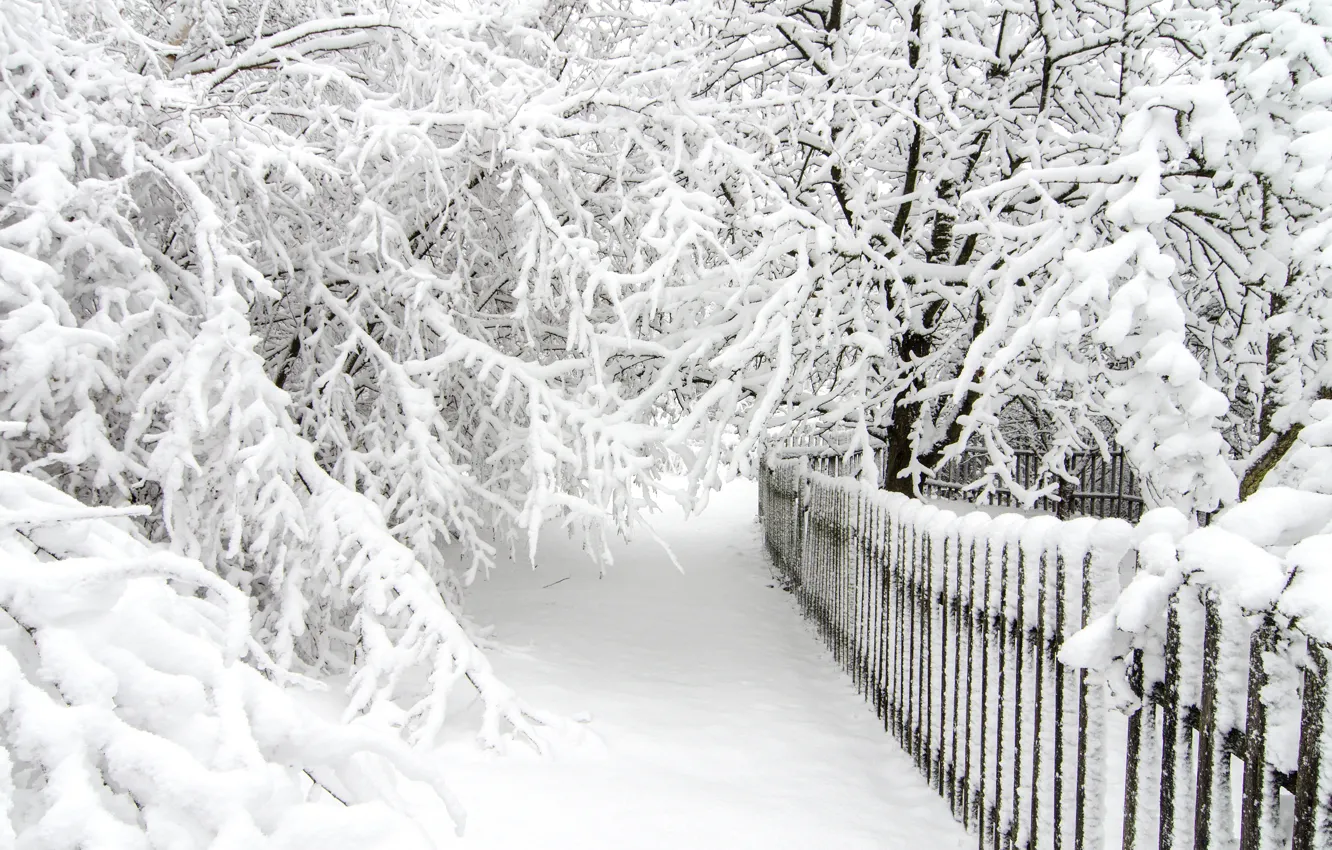 Фото обои зима, снег, деревья, white, landscape, winter, snow, tree