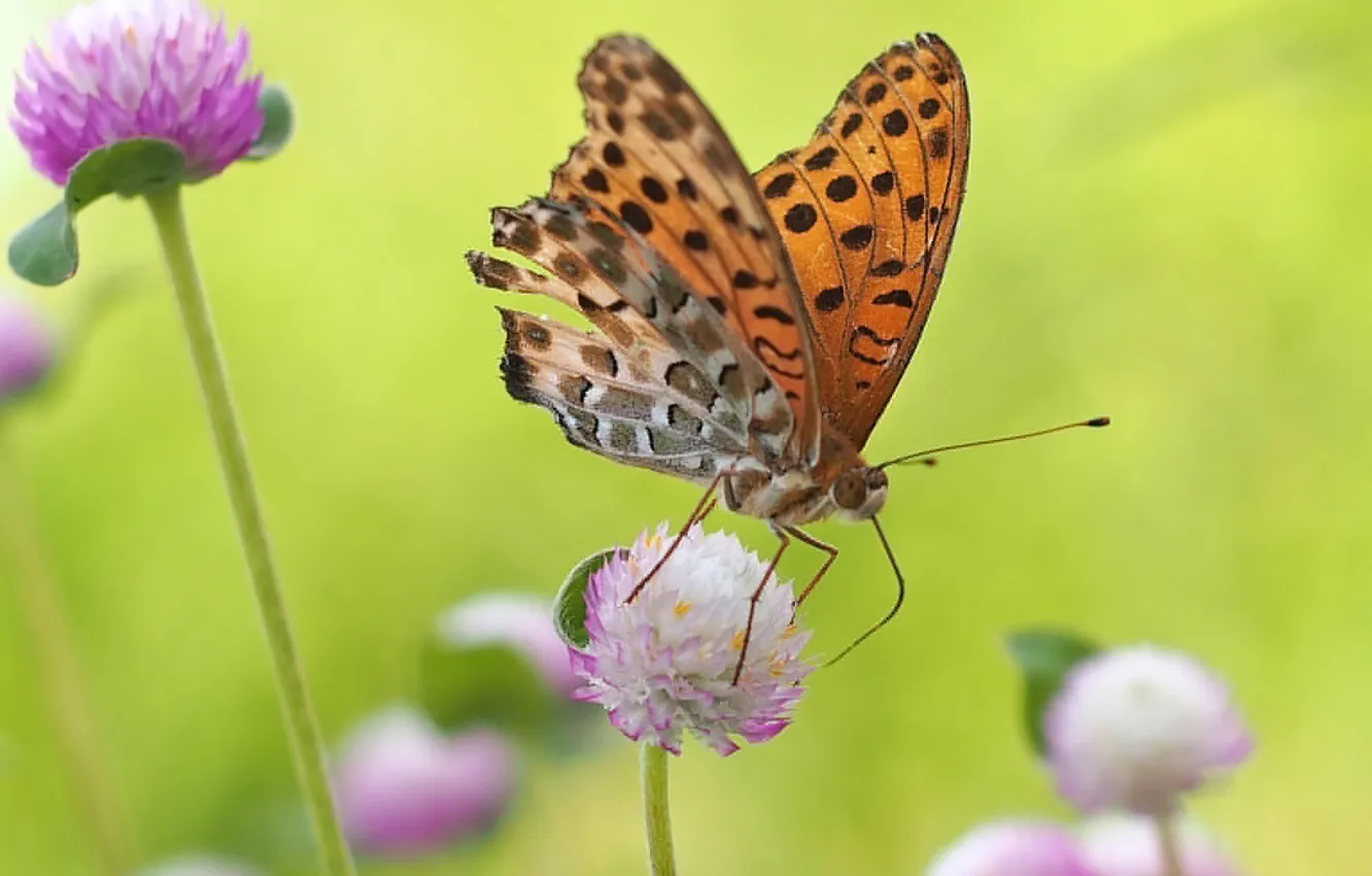 Фото обои цветы, природа, бабочка, крылья, луг, мотылек
