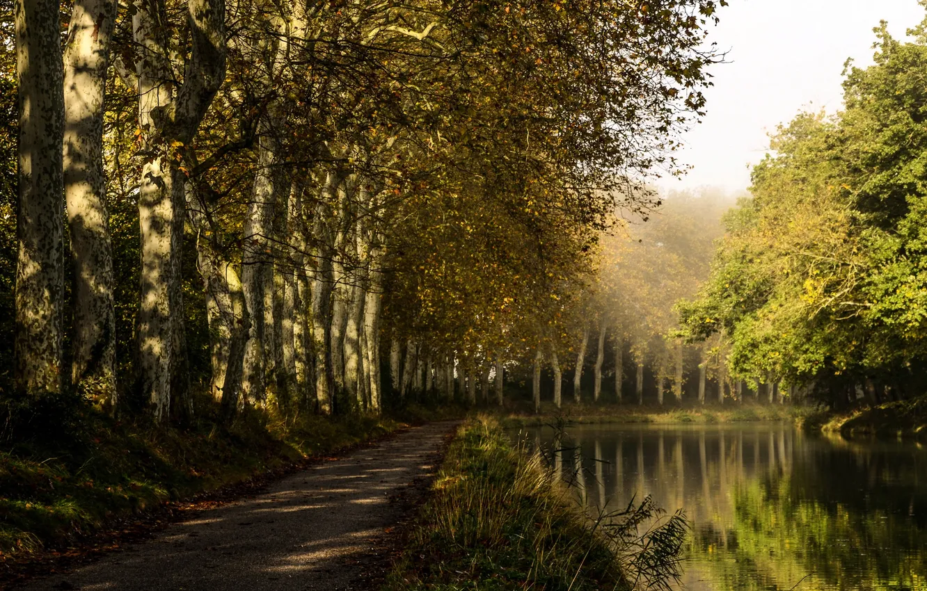 Фото обои деревья, парк, река, Франция, дорожка, Castelnaudary