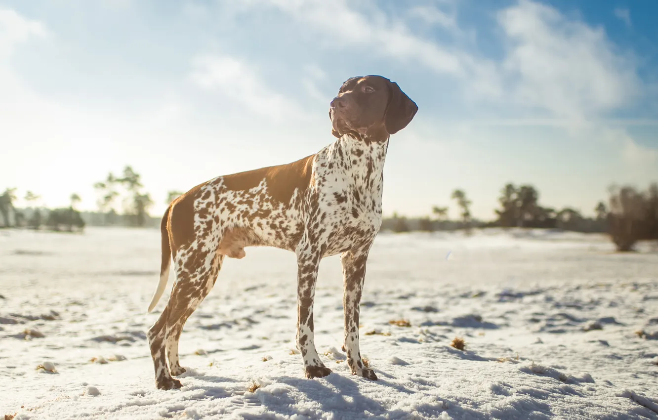 Фото обои зима, небо, солнце, облака, снег, собака, пойнтер