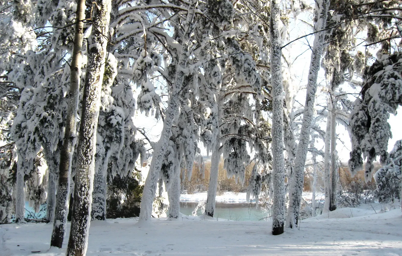 Фото обои зима, снег, деревья, природа, река, фото