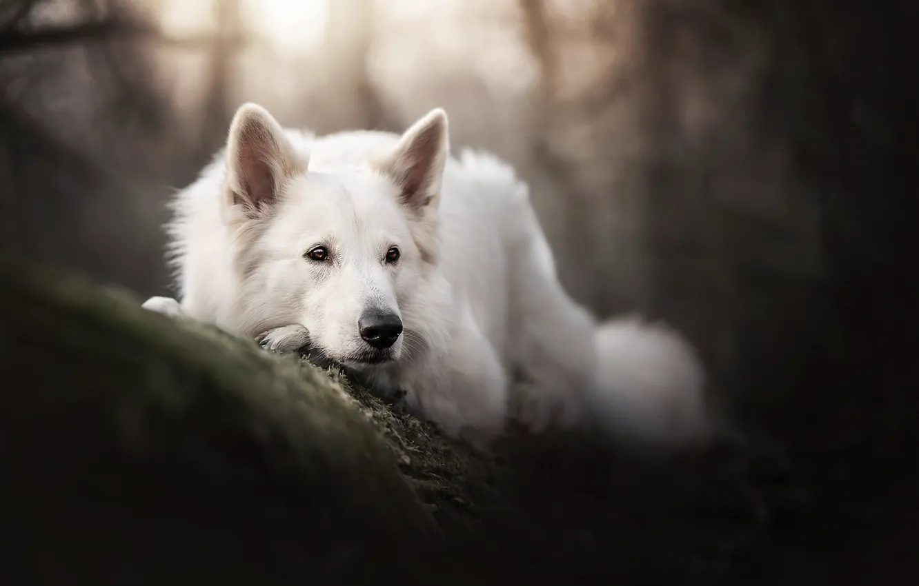 Фото обои морда, собака, боке, Белая швейцарская овчарка
