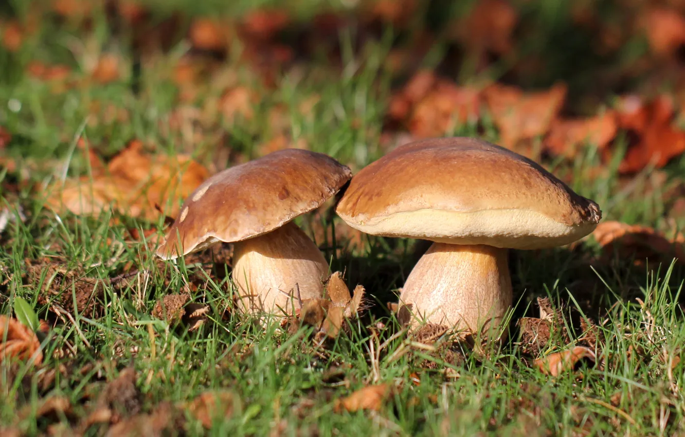 Фото обои осень, лес, трава, природа, грибы, Белый гриб