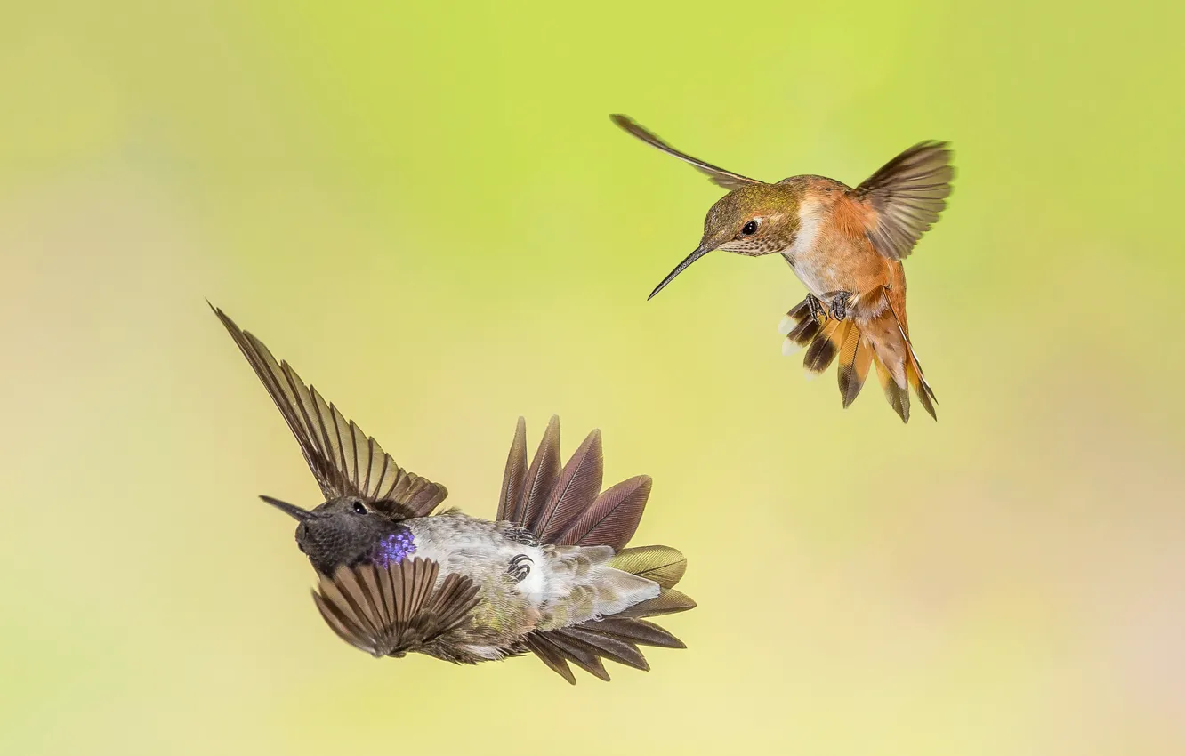 Фото обои птицы, крылья, клюв, черногорлый архилохус, охристый колибри