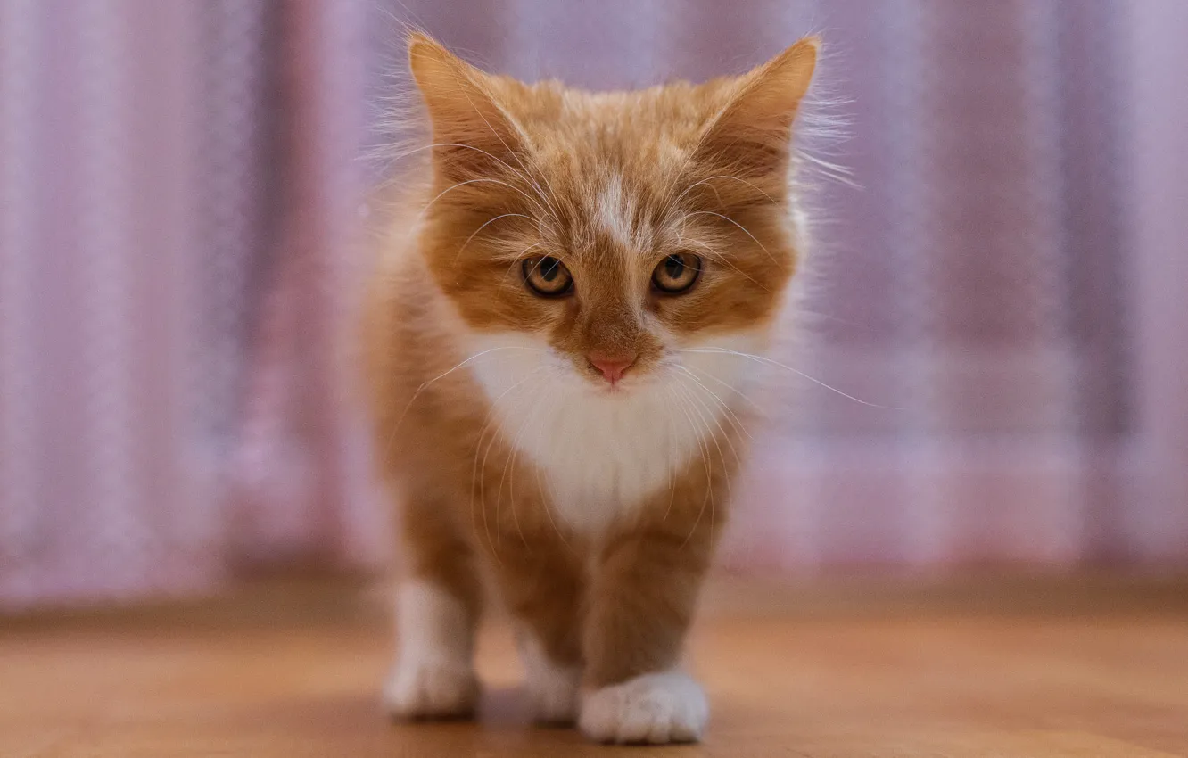 Фото обои кошка, котенок, рыжий, шторы