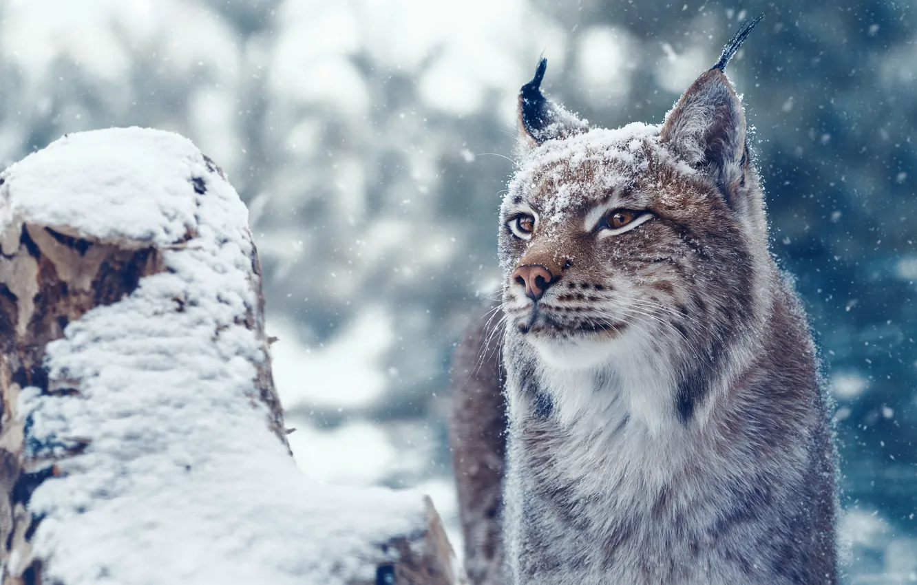 Фото обои морда, снег, рысь, дикая кошка, Олег Богданов