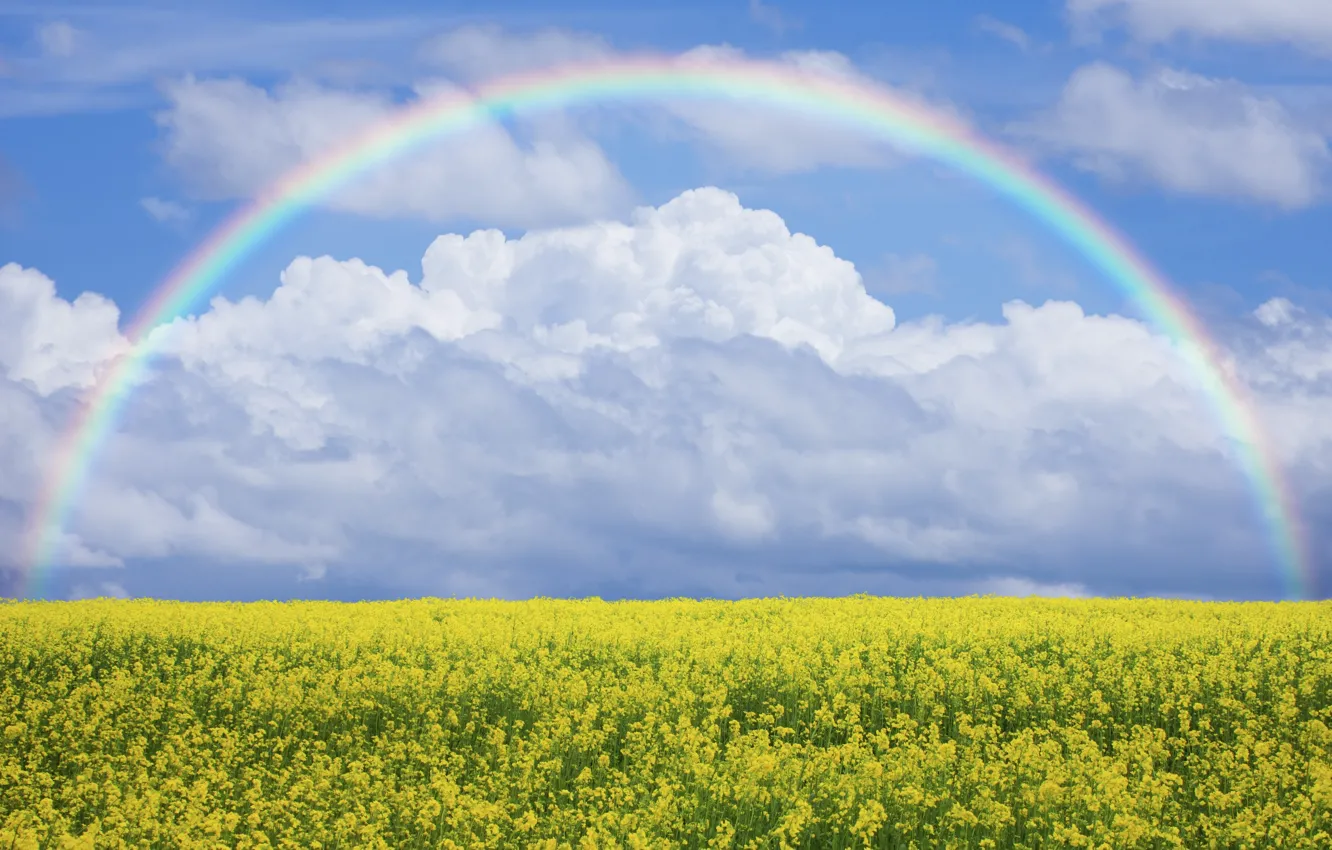 Фото обои поле, небо, цветы, природа, радуга, луг, rainbow, sky