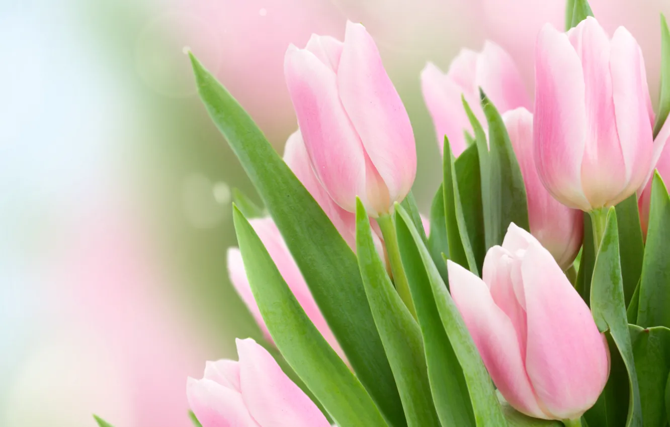 Фото обои листья, блики, фон, тюльпаны, розовые, бутоны, боке, крупным планом