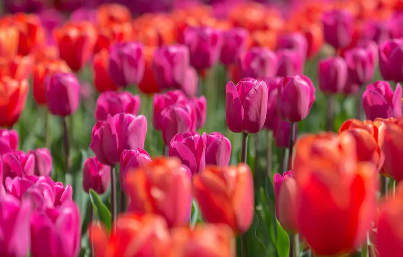 Фото обои свет, цветы, яркие, весна, тюльпаны, красные, розовые, бутоны
