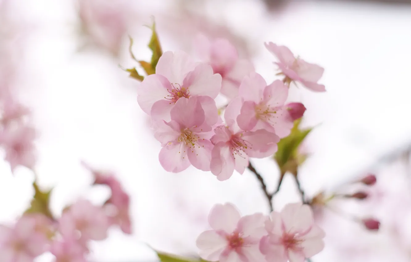 Фото обои свет, цветы, вишня, нежность, ветка, весна, сакура, розовые