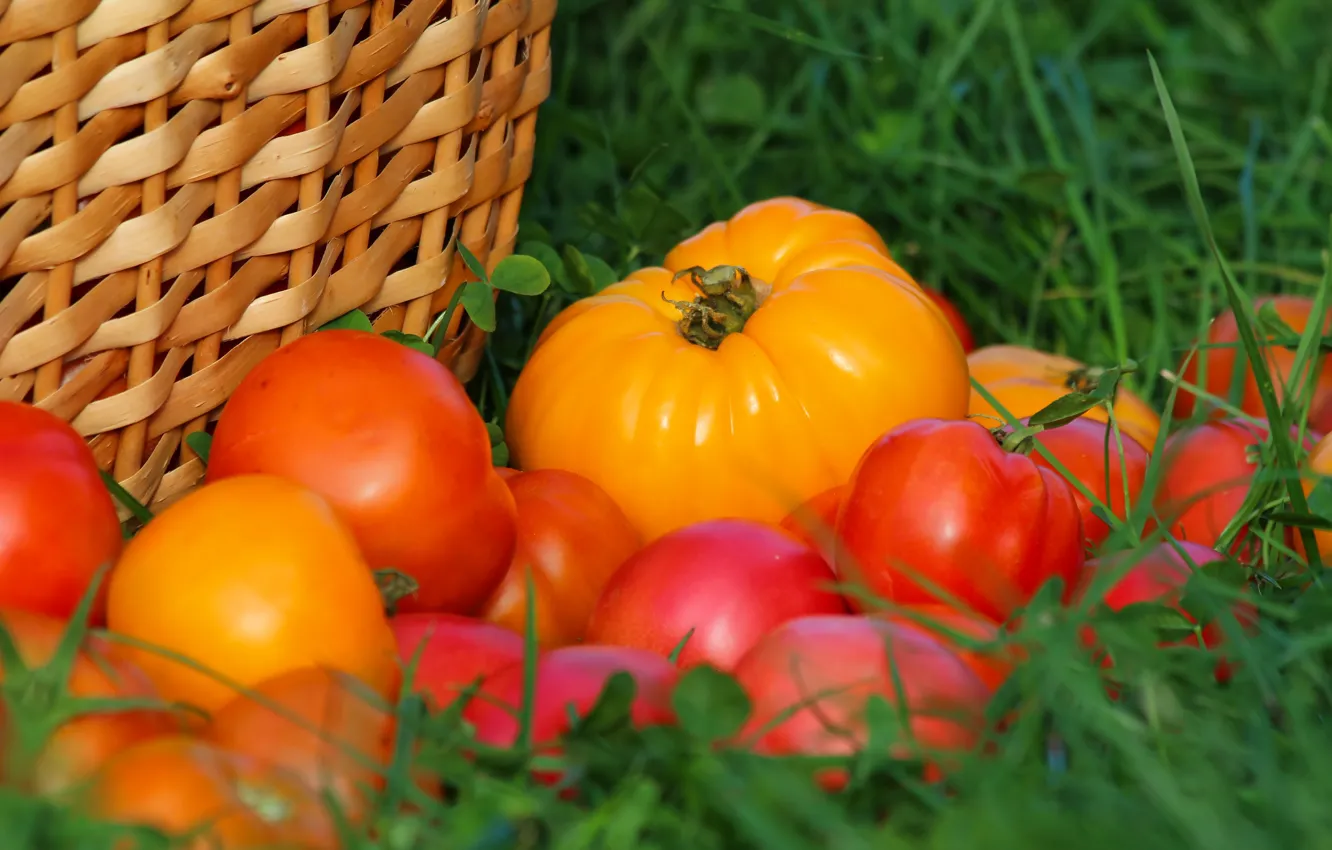 Фото обои осень, урожай, помидоры, томаты, витамины, вкусно, дача