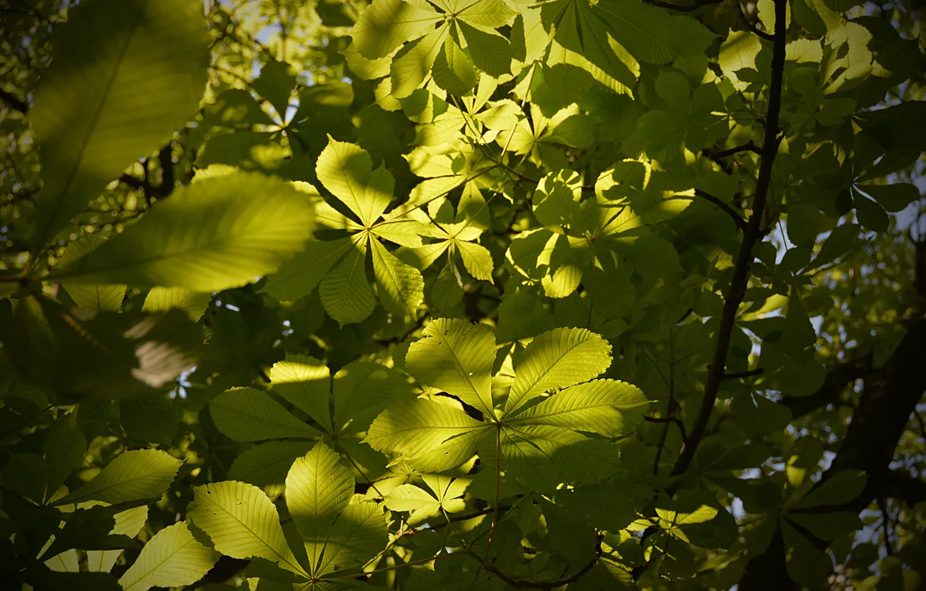 Фото обои Лучи, Зелёные листья, Green leaves