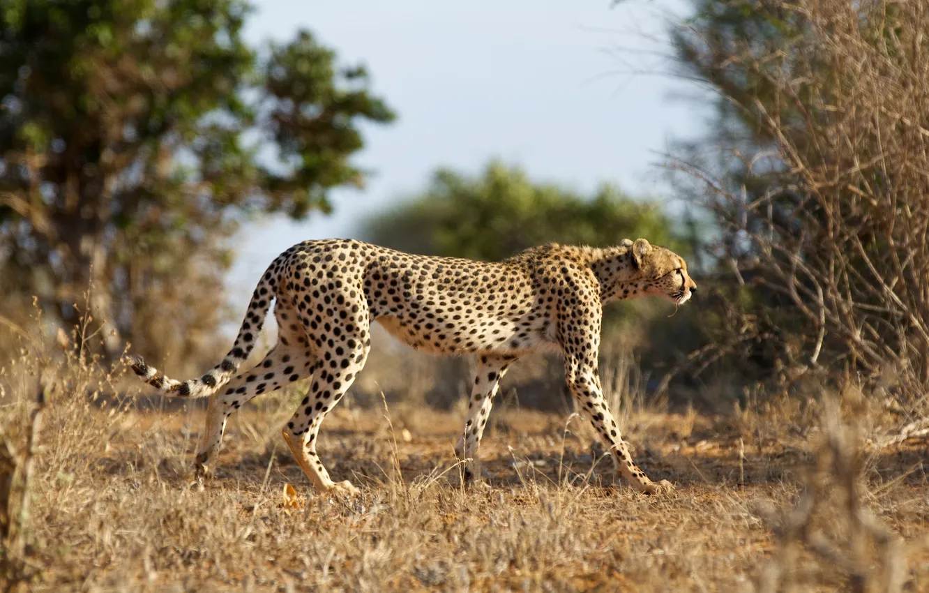 Фото обои кошка, природа, гепард, Cheetah