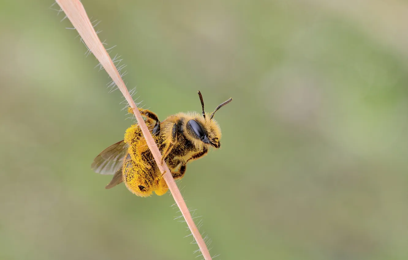 Фото обои макро, пчела, пыльца, насекомое